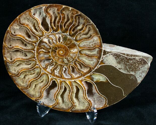 Split Ammonite Fossil (Half) #6888